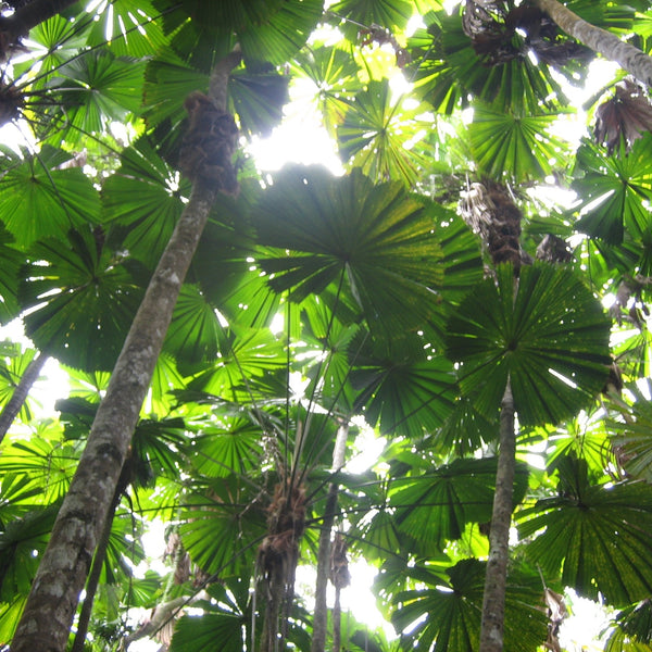 Koskela has saved an entire hectare of Daintree Rainforest!