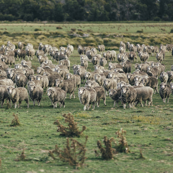 Win a Recycled Wool Beanbag + Blanket with  Koskela and Waverley Mills